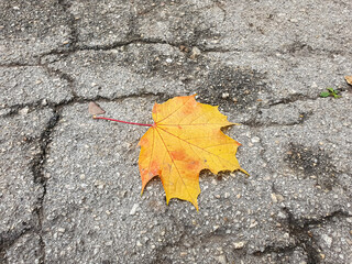 Single yellow maple autumn leaf on cracked asphalt alley in the park.