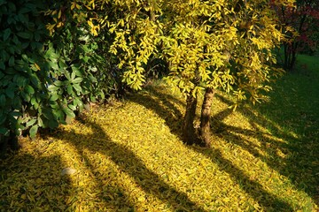 Naklejka premium Pomegranate tree view in autumn. Sapanca, Sakarya, Turkey.