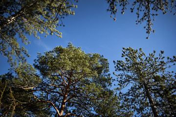 F&ouml;hren von unten, Blick in den Himmel mit Nadelb&auml;umen 