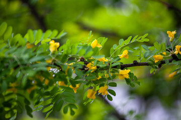 Caragana arborescens, the Siberian peashrub, Siberian pea-tree, or caragana. It was taken to the United States by Eurasian immigrants, who used it as a food source while travelling west.