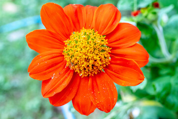 Selective focused on pollen of colorful flower in macro shot.