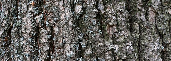 Natural bark texture for banner concept