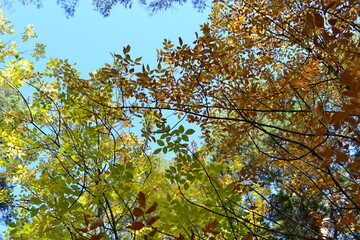 autumn leaves against blue sky