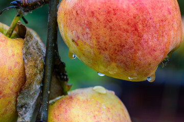 Die letzten reifen roten Äpfel hängen im November noch am Baum. Es regnet, das Obst ist nass und...