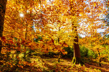 sonnenstrahlen im wald
