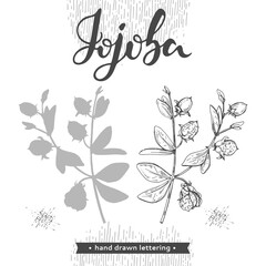 Jojoba branches with fruits and flowers, leaves. Fruit jojoba in a peel and without  and lettering Jojoba . Detailed hand-drawn sketches, vector botanical illustration. - obrazy, fototapety, plakaty
