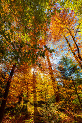 sonnenstrahlen durch blätter