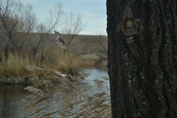 tree on the riverside