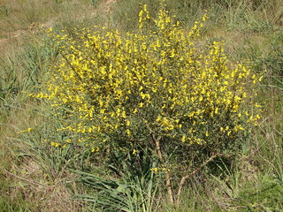 Wildflower (Cytisus grandiflorus)