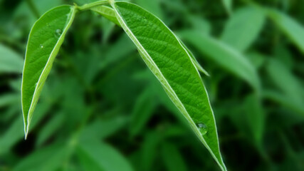 green leaf with water drops background