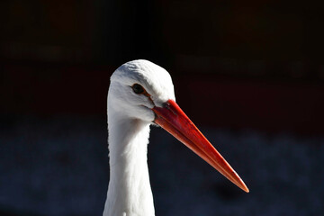 Close-up of a white stork