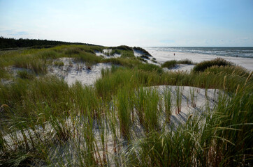 Wydmy nadmorskie latem. Coastal dunes in the summer (Baltic Sea).	