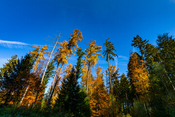 mischwald im herbst