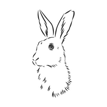 Vector image of hare silhouette, hare vector sketch illustration