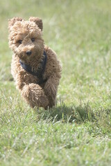 Red cockapoo puppy playing in grass