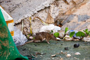 A rat in the wild