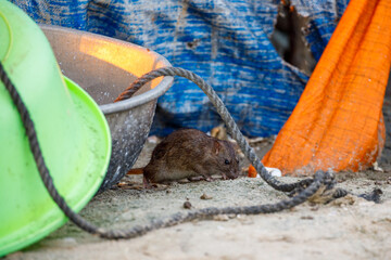 A rat in the wild