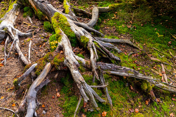 wurzeln im wald