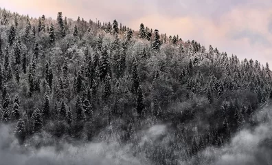 Crédence de cuisine en verre imprimé Forêt dans le brouillard  Winter view of mountains overgrown with forest in white frost in the fog. Vintage style.