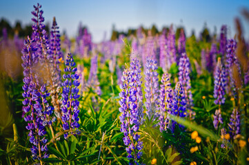 lavender flowers in the field
