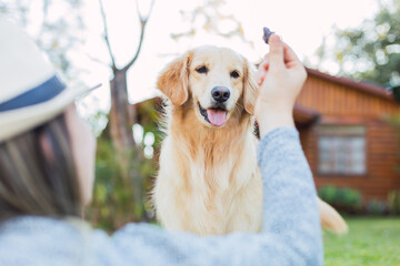 The adorable dog attentive to receive his prize - The dog waiting for his owner's instructions.