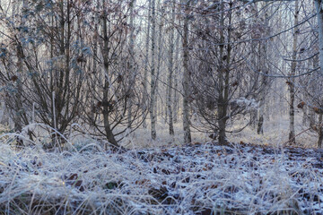 Fototapeta na wymiar Frosty winter forest, Christmas background. White morning frost covered dry grass, pine trees, birth. Natural beauty of nature.