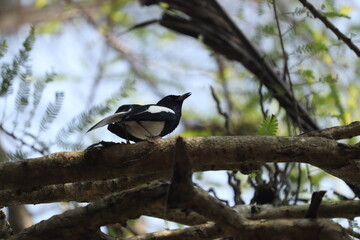 Eurasian magpie