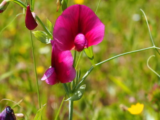 Obraz premium Tangier Pea (Lathyrus tingitanus) 