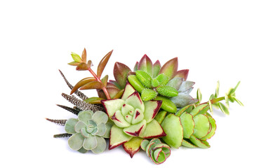Mix of green and red succulent flowering plant arrangement on white background