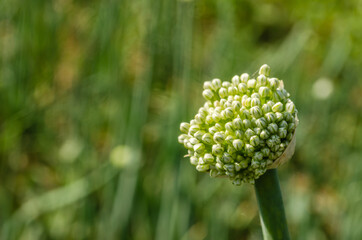 Flower with onion seeds, Novi Sad, Serbia 