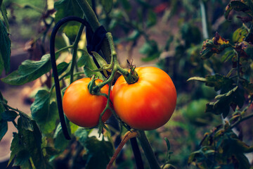 Ripe tomatoes growing on bushes in the garden.