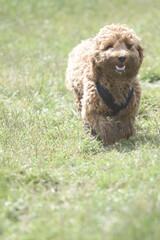 Red cockapoo puppy playing in grass