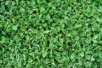 Closeup nature view of green leaves pattern layout design. Ecology natural creative concept.