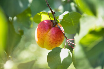 Rie apricot hanging on a tree branch with sunshine during sunny summertime day. Healthy eating concept.
