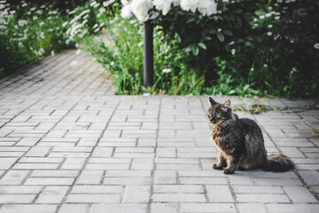 A gray striped domestic cat sits on a stone-paved walkway in a garden.  Summer. Sunny day