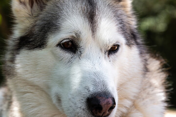 Obraz premium Close up of husky dog, portrait