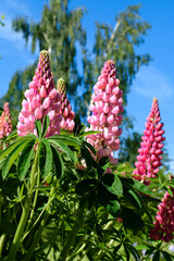 Flower spikes of beautiful pink lupins in a garden. Vertical shot