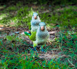 white dove on the grass
