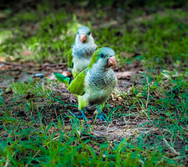 yellow and green parrot