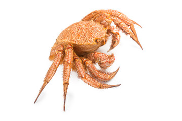fresh cooked crab quadrangular hairy or red crab isolated on white background