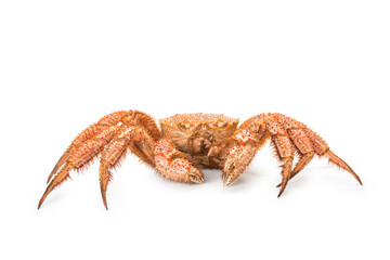 fresh cooked crab quadrangular hairy or red crab isolated on white background