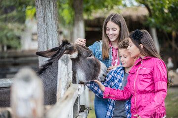 Happy children having fun at farm ranch and meeting a donkey