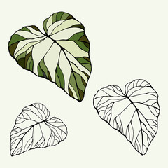 The leaves of the caladium plant.  Hand drawn elegance vector illustration for natural design. Hand drawn big set of calladium leaves.
