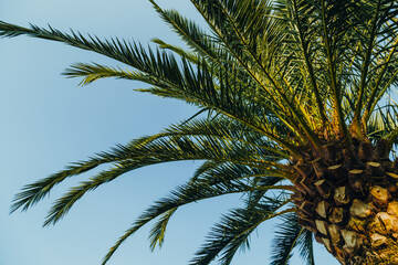 Fototapeta na wymiar Tropical jungle, palm leaves on a sunny day, sky.