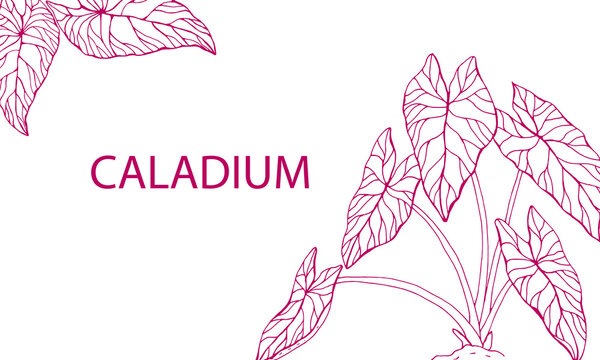 รูปภาพCalladium – เลือกดูภาพถ่ายสต็อก เวกเตอร์ และวิดีโอ100 | Adobe Stock