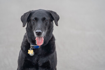 Close up of a happy black labrador retreiver dog, with tounge out