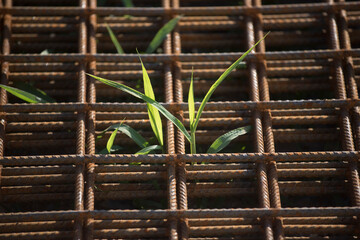 plants as a sign of vitality