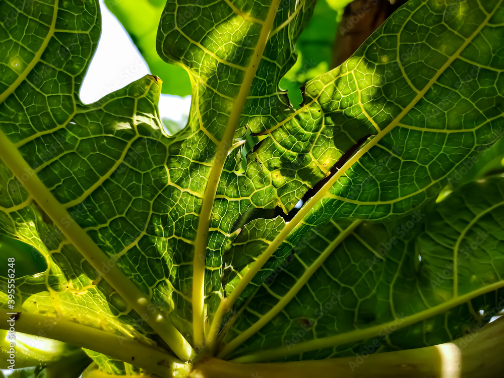 Wall mural this is green papaya trees leaf backside close-up macro shot when morning sunlight light this leaf.