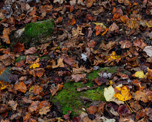 Wet Autumn Fallen Leaves