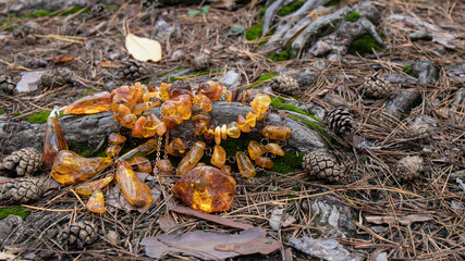 Sparkling yellow vintage jewelry made from natural Baltic amber lies among the pine needles and cones at the mossy roots of an old tree in the forest.